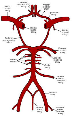 Circle of Willis